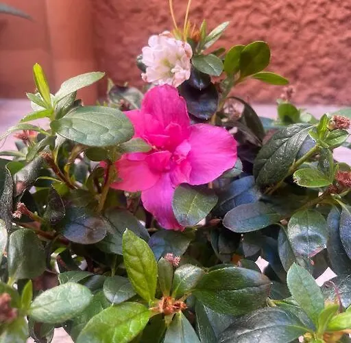 Centro Storico Con Terrazza Daire Roma
